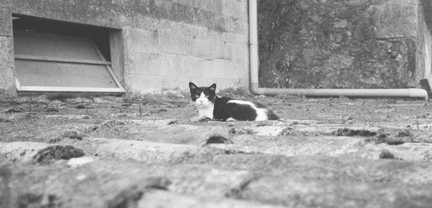 Gato abandonado