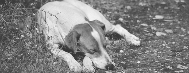 Cachorro dormindo abandonado